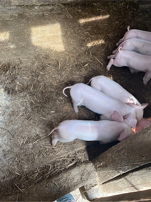 Scroafă cu 9 purcei frumoși și sănătoși   bună de ținut - imagine 3