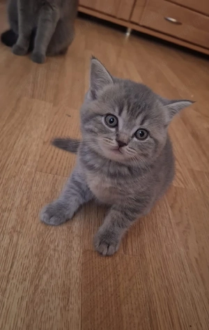 Silver Tabby 