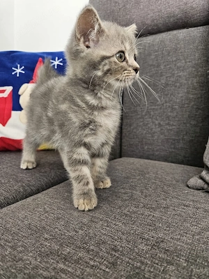 Silver Tabby  - imagine 3