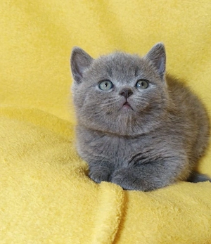 British Shorthair blue 