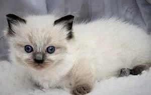 Ragdoll    