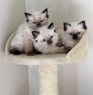 Ragdoll    