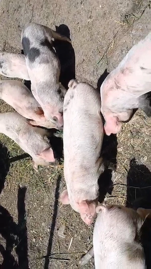 Vand purcei 8 Saptamani!
