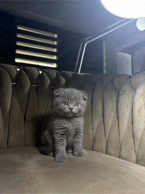 pui scottish fold longhair - imagine 3