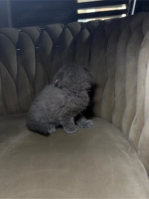 pui scottish fold longhair - imagine 2