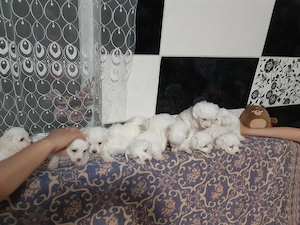 Bicsoni maltez rasa pură 