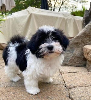 Baietel Bichon havanez superb