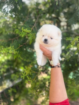 pomeranian cu pedigree