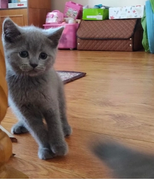 British Shorthair 