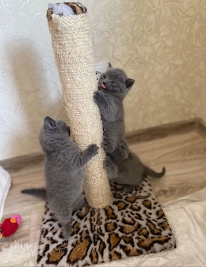 British Shorthair 
