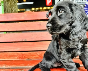 Catelușă Cocker Spaniel cu pedigree de iubire   2 luni (Neagră)