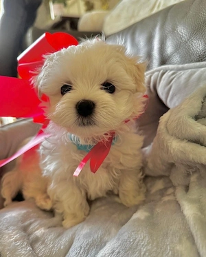 Bichon maltez mini 900 lei