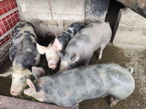 Vând porci pentru sacrificat - imagine 4
