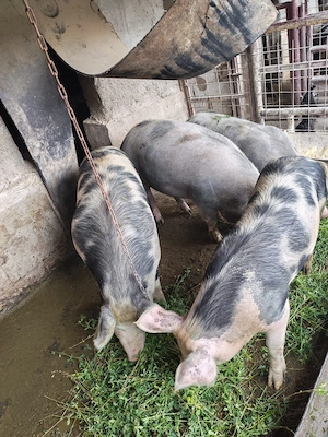 Vând porci de sacrificat