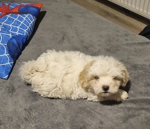 Bichon miny toi varsta 3 luni - imagine 2