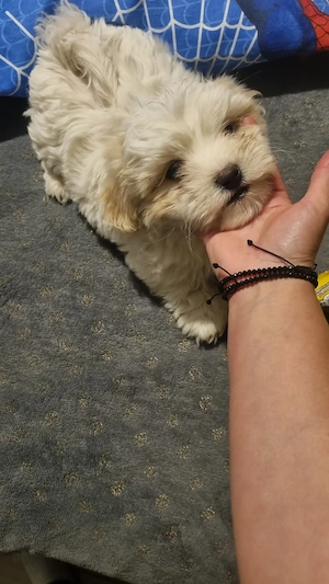Bichon miny toi varsta 3 luni - imagine 5