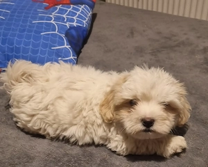 Bichon miny toi varsta 3 luni