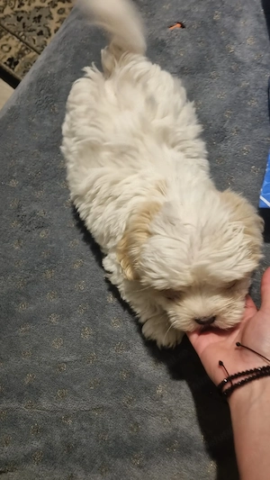 Bichon miny toi varsta 3 luni - imagine 4