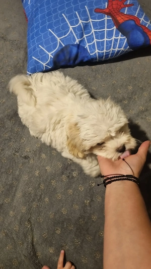 Bichon miny toi varsta 3 luni - imagine 3