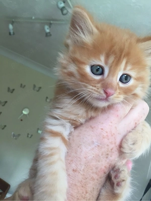 Maine Coon superbi  - imagine 2