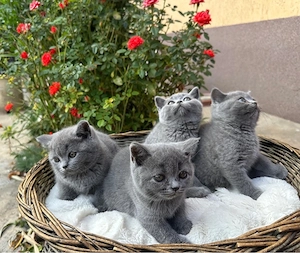  Pisoi British Shorthair