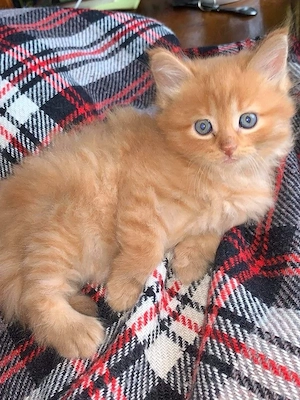 Maine Coon superbi  - imagine 3