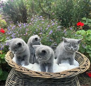  Pisoi British Shorthair - imagine 2