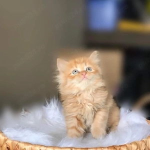 Maine Coon superbi 