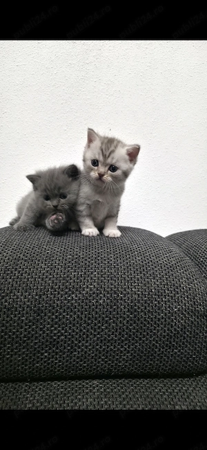 Pisicuțe British Shorthair Blue 