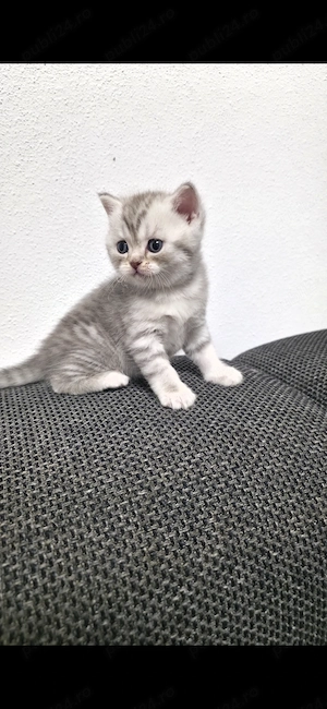 Pisicuțe British Shorthair Blue  - imagine 4