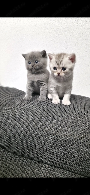Pisicuțe British Shorthair Blue  - imagine 2