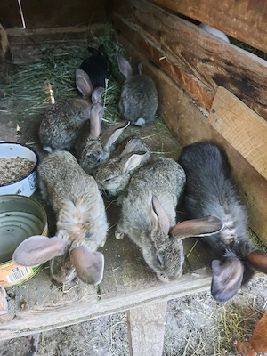 Vând iepuri la două luni