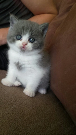 British Shorthair 
