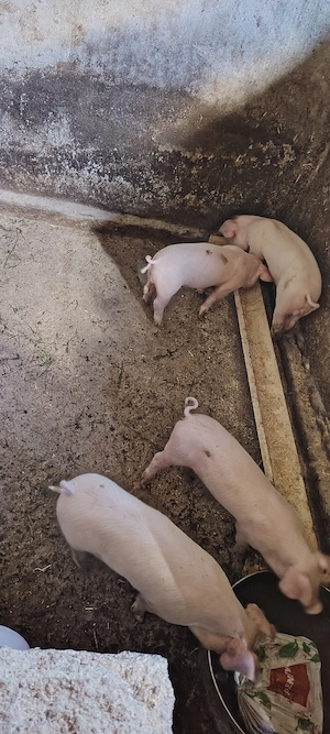 Porcii de 8 saptamani