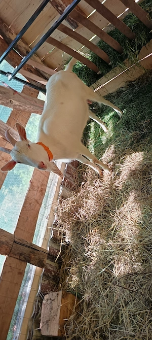 Capra de 2 ani foarte bună de lapte din mamă foarte bună  - imagine 4