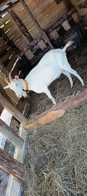 Capra de 2 ani foarte bună de lapte din mamă foarte bună  - imagine 2