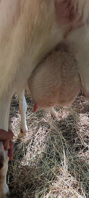 Capra de 2 ani foarte bună de lapte din mamă foarte bună 
