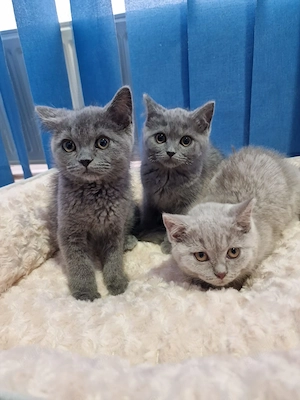 Pisicuțe british shorthair  - imagine 2