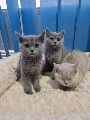 Pisicuțe british shorthair  - imagine 3