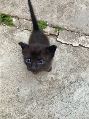 Dau pisicei spre adoptie  - imagine 5