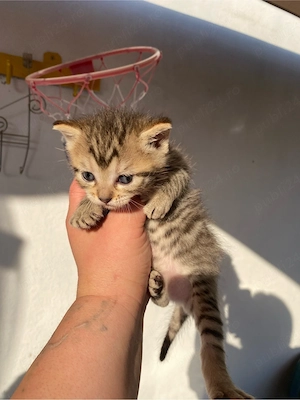 Dau pisicei spre adoptie  - imagine 2