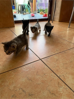 Dau pisicei spre adoptie  - imagine 4