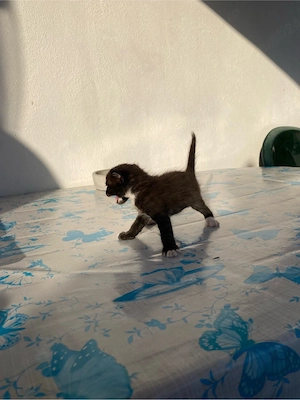 Dau pisicei spre adoptie  - imagine 3
