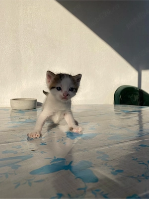 Dau pisicei spre adoptie 