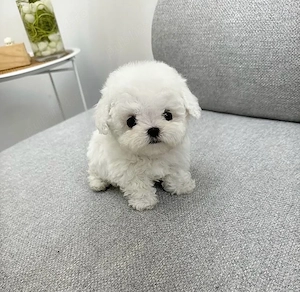 Bichon Maltez Mini Toy 