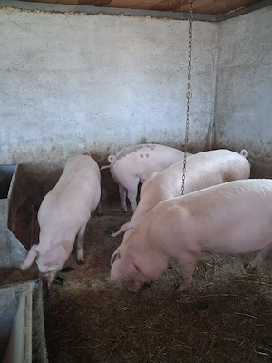 Porci de carne