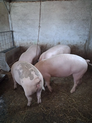 Porci de carne - imagine 4
