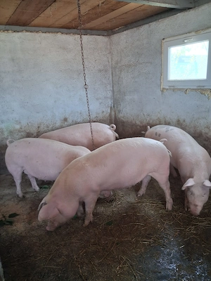 Porci de carne - imagine 5