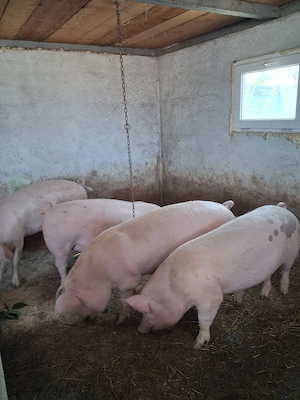 Porci de carne - imagine 2