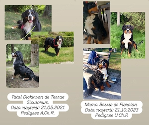    Pui Ciobănesc de Berna disponibili pentru rezervare!    - imagine 5